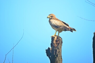 White eye buzzard