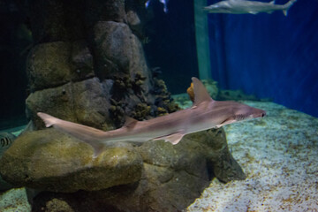 Acuario, Rio de Janerio Brasil
