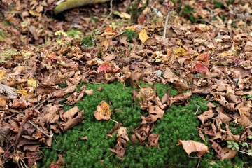 群馬県鹿沼市の横根高原