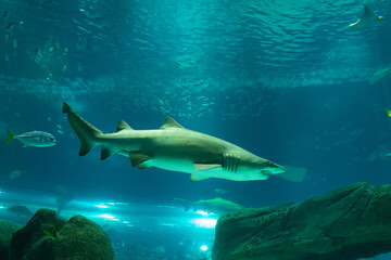 Obraz premium Acuario, Rio de Janerio Brasil 