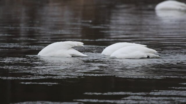 Three Trumpeter Swans (Cygnus buccinator) feeding in the Grand River, in Cambridge, Ontario, Canada.
