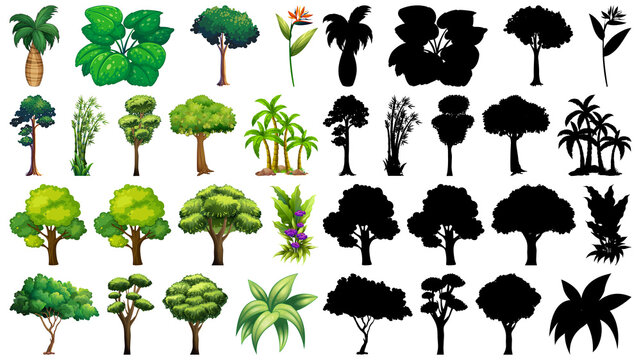 Set of different tree with its silhouette on white background