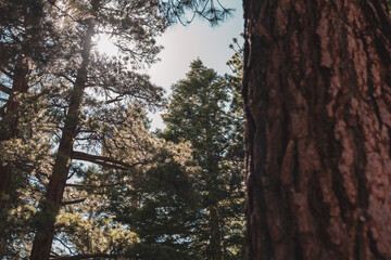 Trees at Mount Whitney Portal
