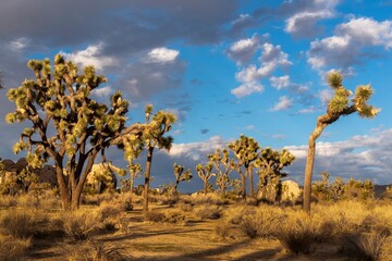 Joshua trees at Joshua Tree National Park 