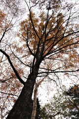 群馬県鹿沼市の横根高原