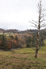 群馬県鹿沼市の横根高原