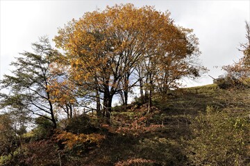 群馬県鹿沼市の横根高原