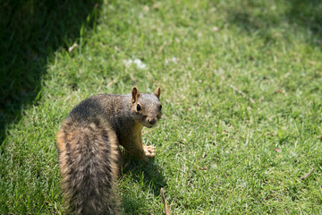 squirrel in the park