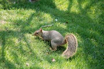 squirrel in the park