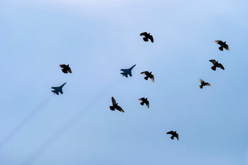 On a background of blue sky, silhouettes of birds, pigeons and military aircraft.