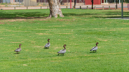 Australian wood ducks on the grass at Bernard Park Northam WA