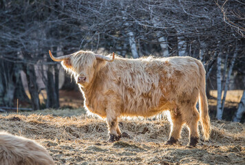 Highland cattle in snow field 