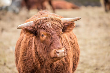 Highland cattle in snow field 