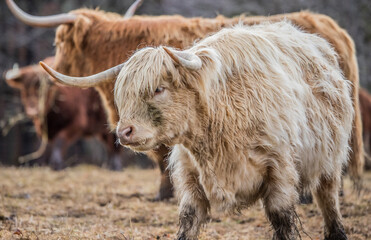 Highland cattle in snow field 