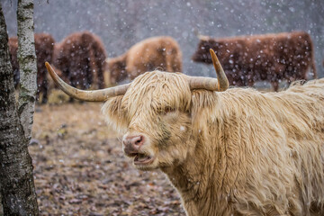 Fototapeta premium Highland cattle in snow field 