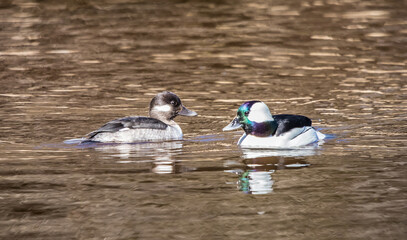 wild ducks on river in spring
