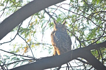 eagle owl