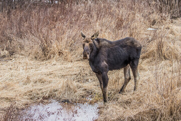 Moose eating in grass
