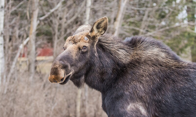 Moose eating in grass