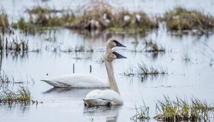 Tundra swans swimming in pond