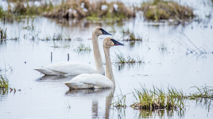 Tundra swans swimming in pond