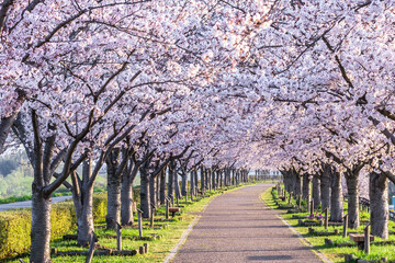 春、満開の桜の下で