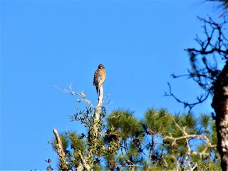 red back hawk