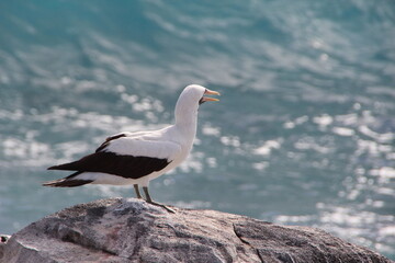 Blue Footed Booby - Galapagos Islands.