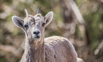Desert bighorn sheep in badlands