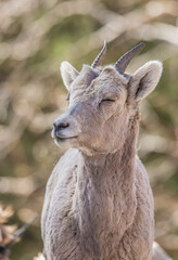 Naklejka na ściany i meble Desert bighorn sheep in badlands