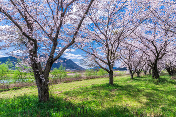 Fototapeta na wymiar 春、満開の桜の下で