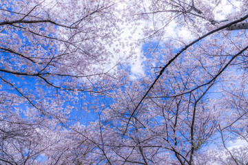 春、満開の桜の下で