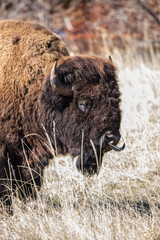 Bison roaming in the west