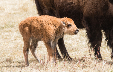 Bison roaming in the west