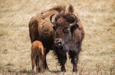 Bison roaming in the west