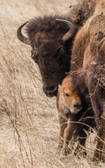 Fototapeta premium Bison roaming in the west