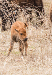 American bison in prairie 