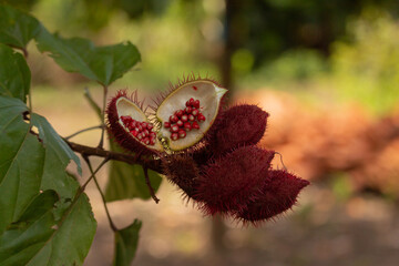 Urucum, urucu  (Bixa orellana)
