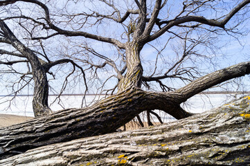 Dry tree silhouette against the sky.