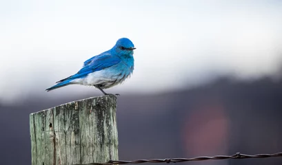 Deurstickers Western blue bird on post © Jen