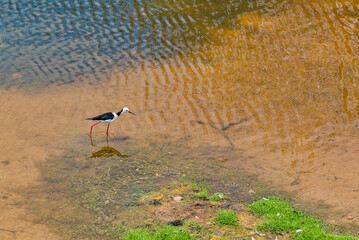Black-winged Stilt (Himantopus himantopus) The long, slender bill of the Black-winged Stilt is used like a pair of tweezers as the bird forages by pecking at tiny invertebrates on the water's surface