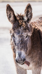 Naklejka na ściany i meble wild burro donkey in field 