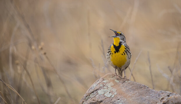 Western meadowlark singing on rock 