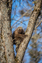 spiky porcupine climbing in tree 