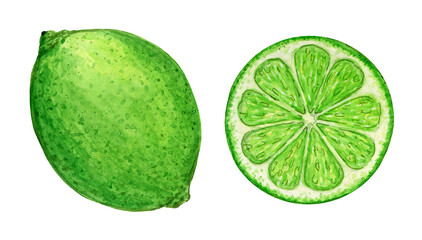 Lime green in watercolor, whole and cut, juicy illustration. Citrus clipart on a white background.