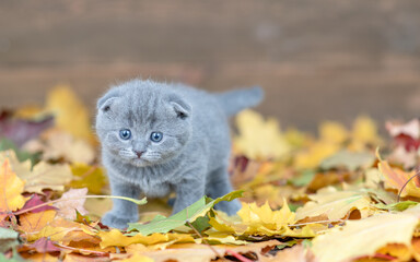 Kitten with yellow leaf on it head stands on autumn foliage and looks at camera. Empty space for text