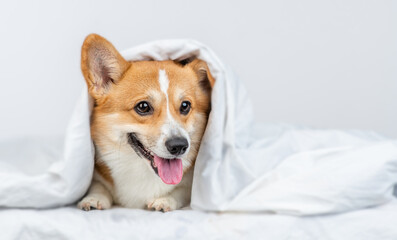 Pembroke welsh corgi dog lying under white blanket at home. Empty space for text
