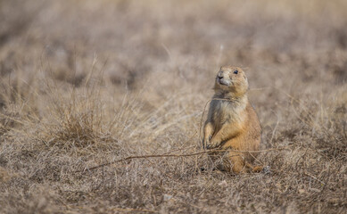 prairie dog in hole with grasses 