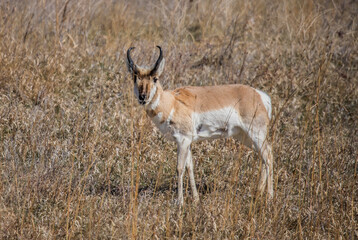 pronghorn antelope in prairie field 