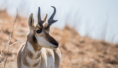 pronghorn antelope in prairie field 